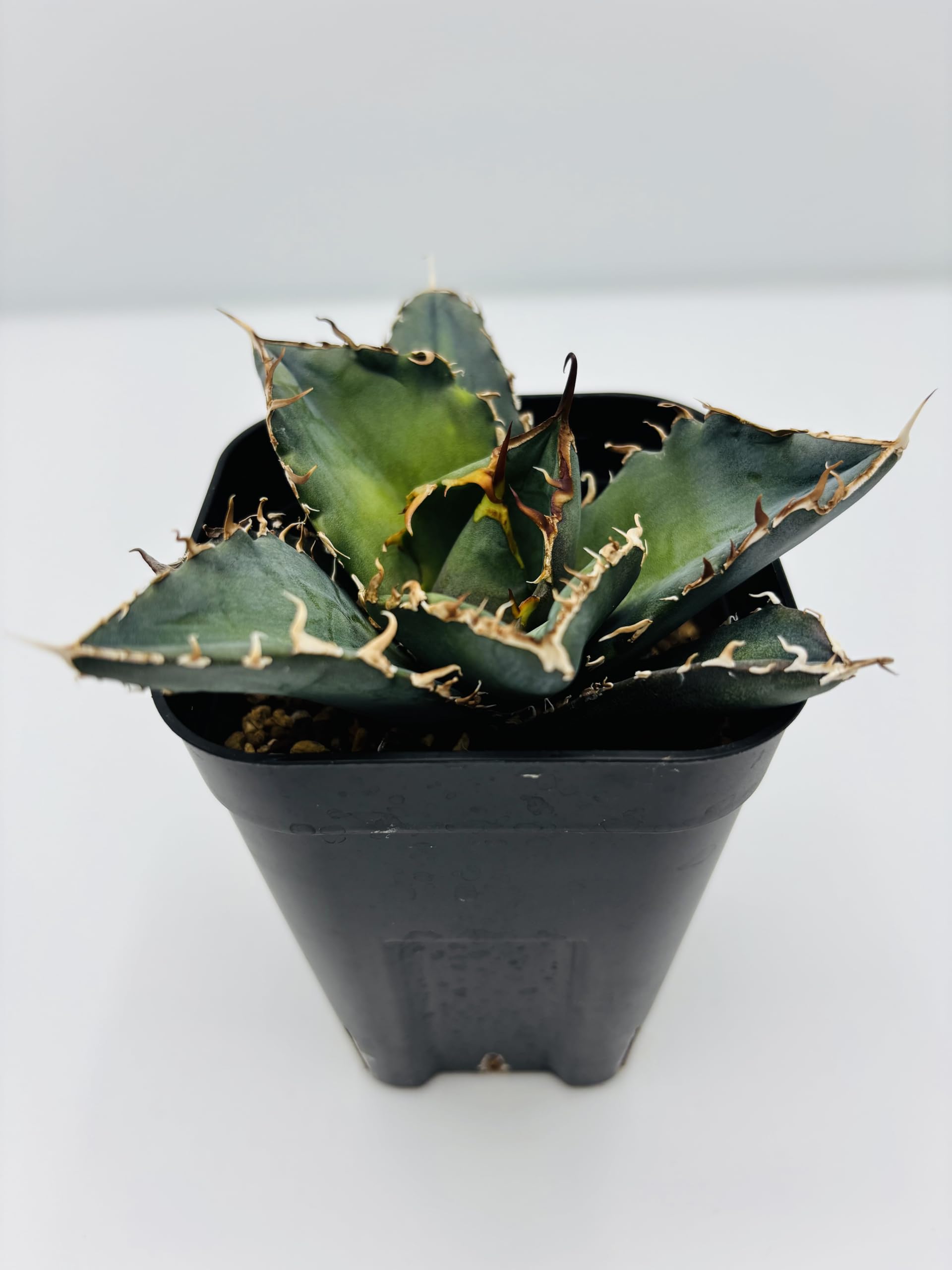 白鯨　チタノタ　アガベAgave titanota ‘White Whale Amazon｜アガベ チタノタ 白鯨/Agave titanota 'White Whale/観葉植物